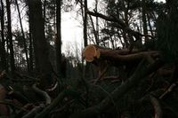 IMG_4535.jpg