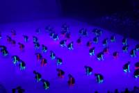 31.05. - 06.06. Deutsches Turnfest Frankfurt