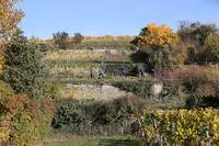 28.10. Wingertcrosslauf Bad Dürkheim (weiter