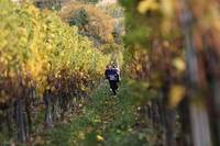 28.10. Wingertcrosslauf Bad Dürkheim (weiter